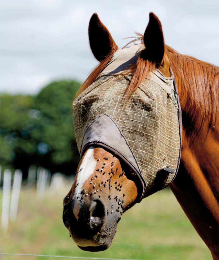 Ongedierte bestrijding - De Hippische Ondernemer - Artikel - Paardengezondheid