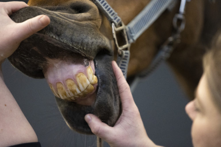 snijtanden tanden paard kiezen De hippische Ondernemer