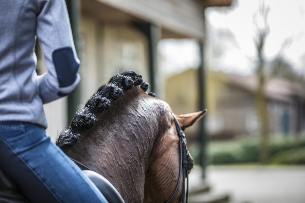 Hippische opleidingen in Nederland - De Hippische Ondernemer