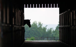 stal paard paardenstal