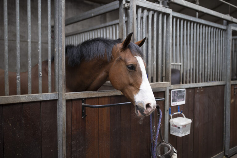 stalluik paard paardenstal