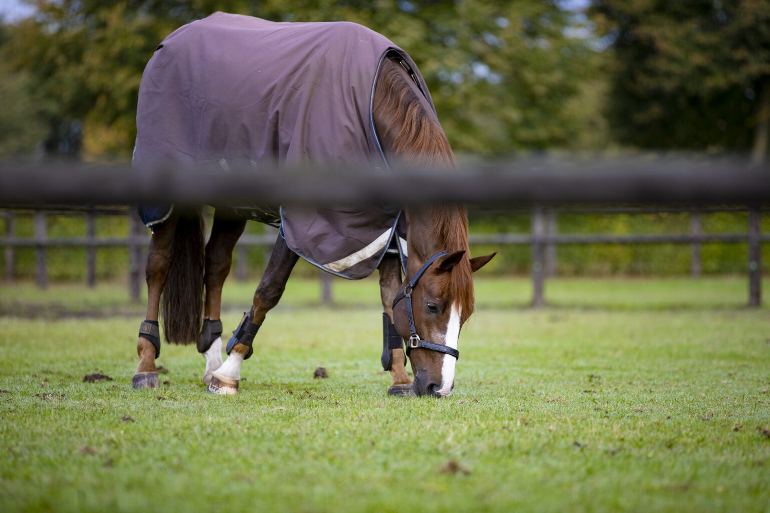 5 Tips voor een hippisch ondernemersplan - De Hippische Ondernemer