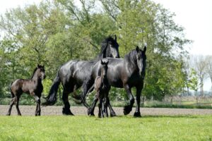 paardenverzekering verzekeren paarden