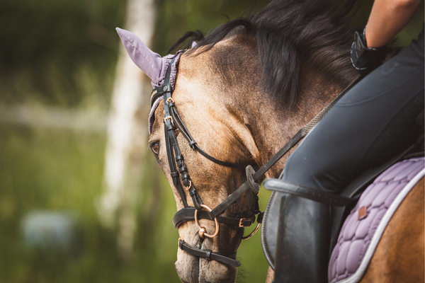 veer marketing metriek Leren paardrijden 2.0 - De Hippische Ondernemer