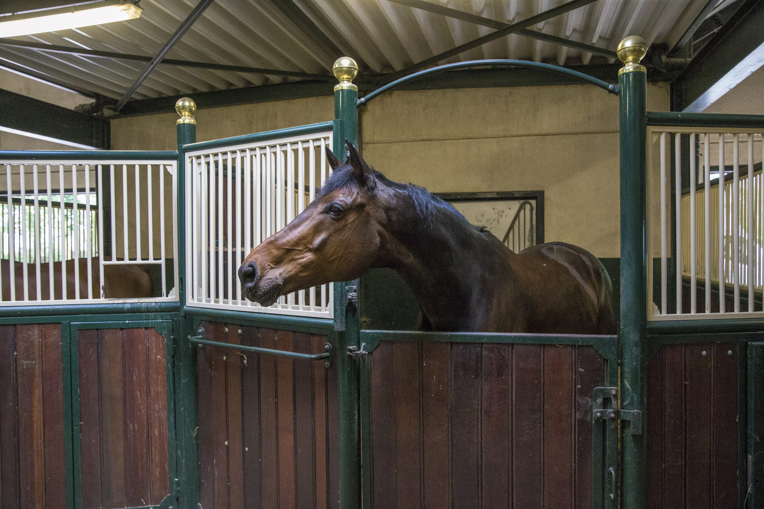 Heb je een noodplan als hippisch ondernemer? - De Hippische Ondernemer
