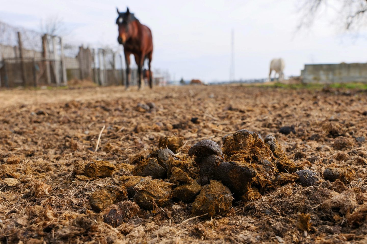 Hippische opleidingen in Nederland - De Hippische Ondernemer
